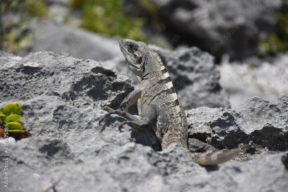 Iguana on the rock Iguana on the rock