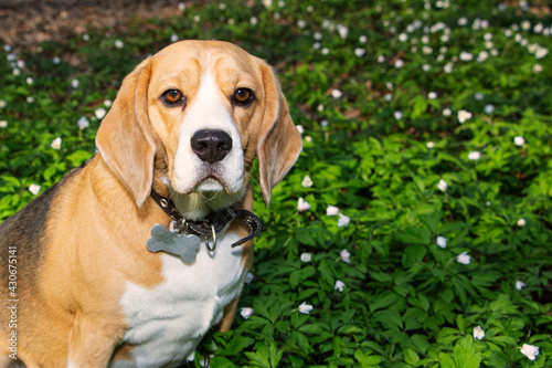 a beagle dog in the spring forest, surrounded by forest flowers.