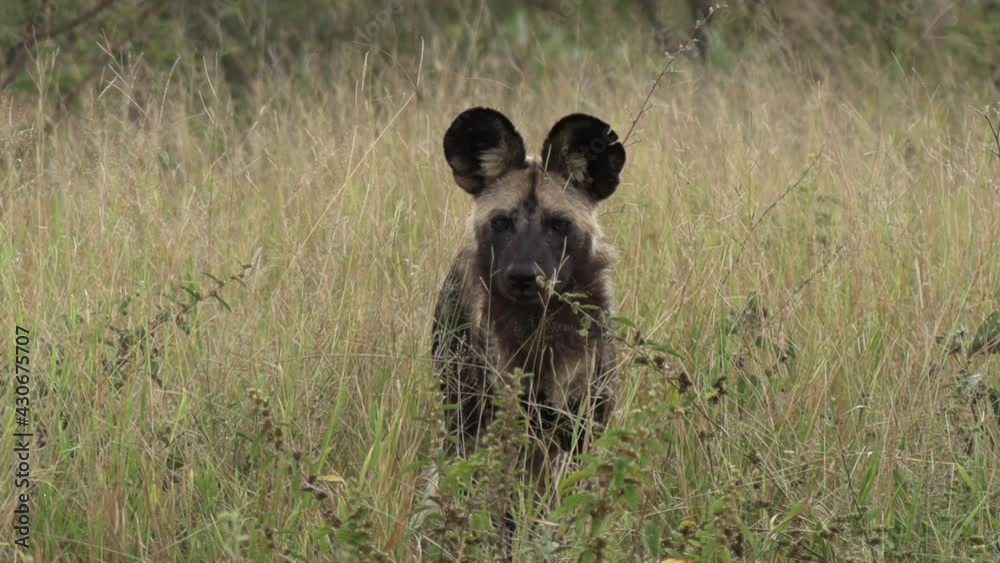 Lone African wild dog in tall grass surveys surroundings, close view Lone African wild dog in tall grass surveys surroundings, close view