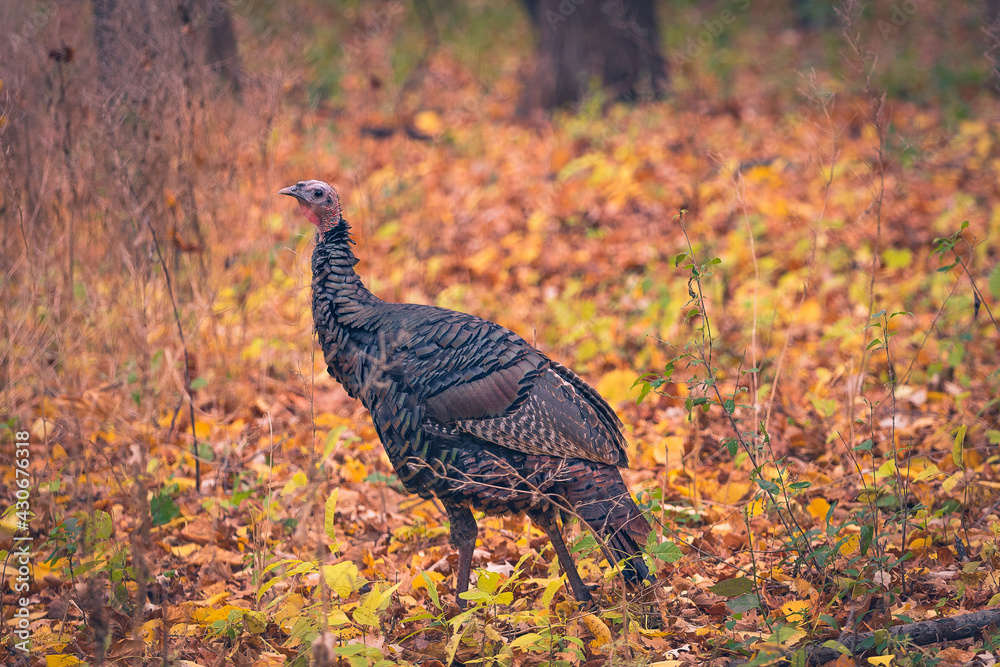 Thanksgiving Turkey Thanksgiving Turkey