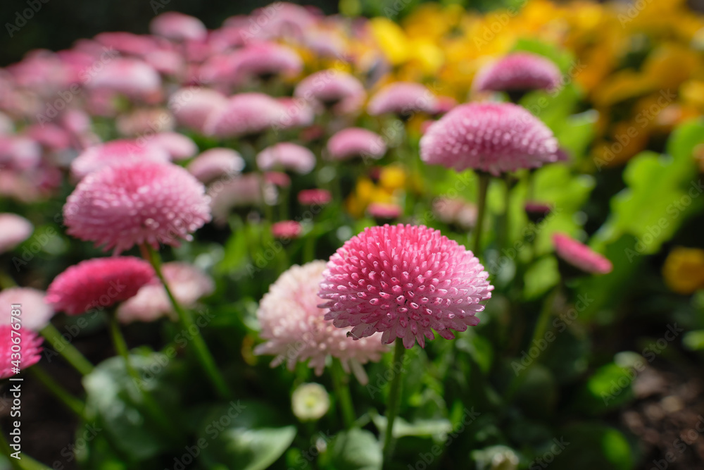 Close-up of Bellis perennis - Pomponette aka English Daisy. Selective focus. Spring flower bed image. Close-up of Bellis perennis - Pomponette aka English Daisy. Selective focus. Spring flower bed image.