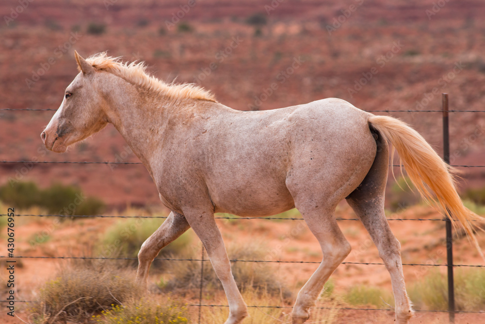 Obraz premium Wild Horse In Utah close by the Monument Valley, within the Navajo Indians Reserve