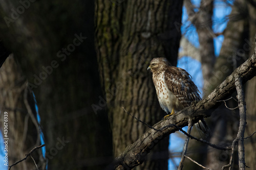 Nesting red shouldered hawk (Buteo lineatus)  photo