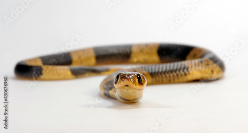 Snouted cobra, Banded Egyptian cobra // Gebänderte Kobra (Naja annulifera) photo