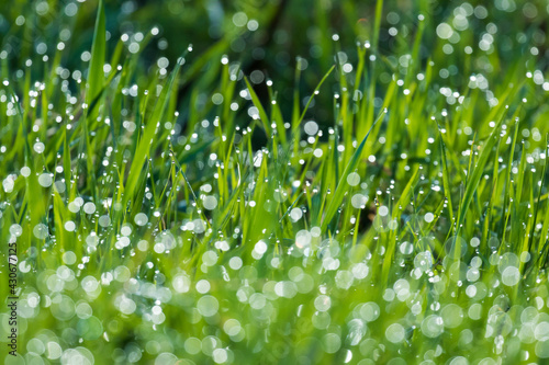 Abstract fresh background with dew and grass