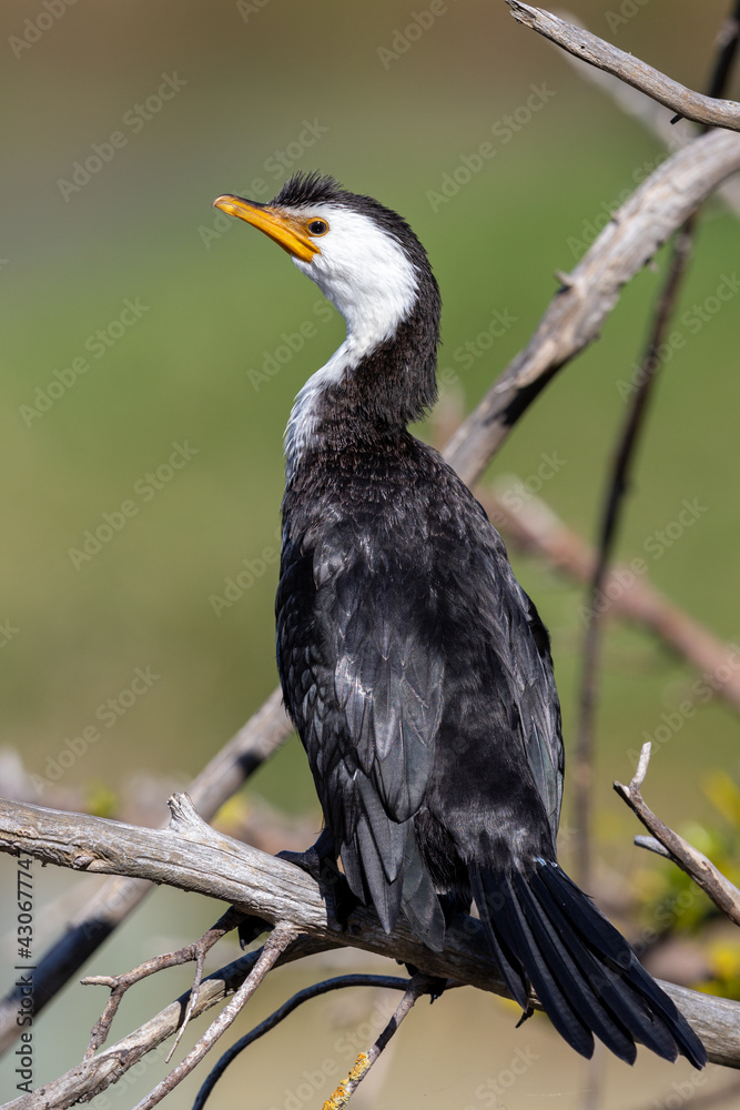 Fototapeta premium Little Pied Shag Cormorant in New Zealand