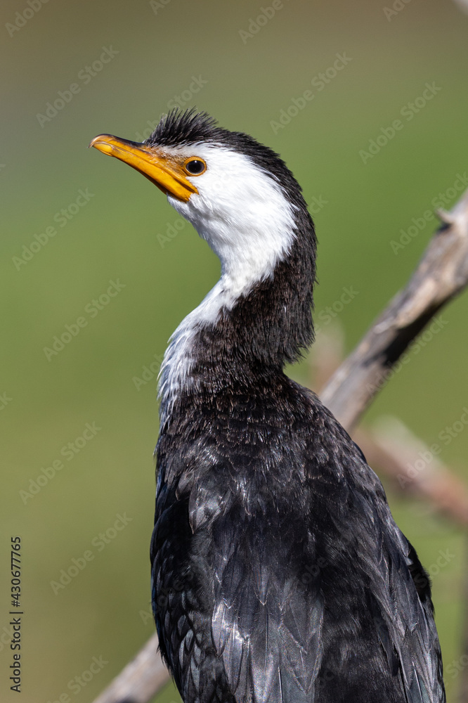 Little Pied Shag Cormorant in New Zealand
