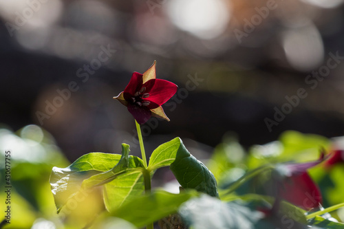 Φωτογραφία Trillium erectum, the red trillium, also known as wake robin, purple trillium, b