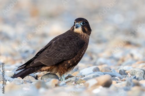 Immature Kārearea New Zealand Falcon