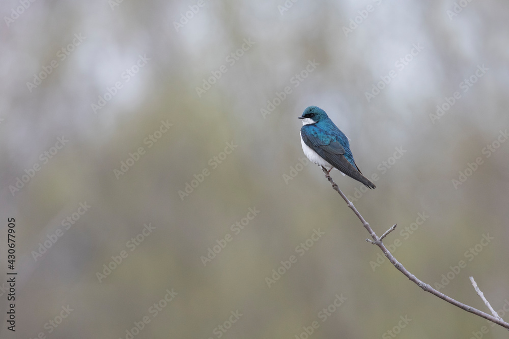 tree swallow (Tachycineta bicolor) in spring tree swallow (Tachycineta bicolor) in spring