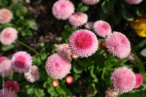Close-up of Bellis perennis - Pomponette aka English Daisy. Selective focus. Spring flower bed image.