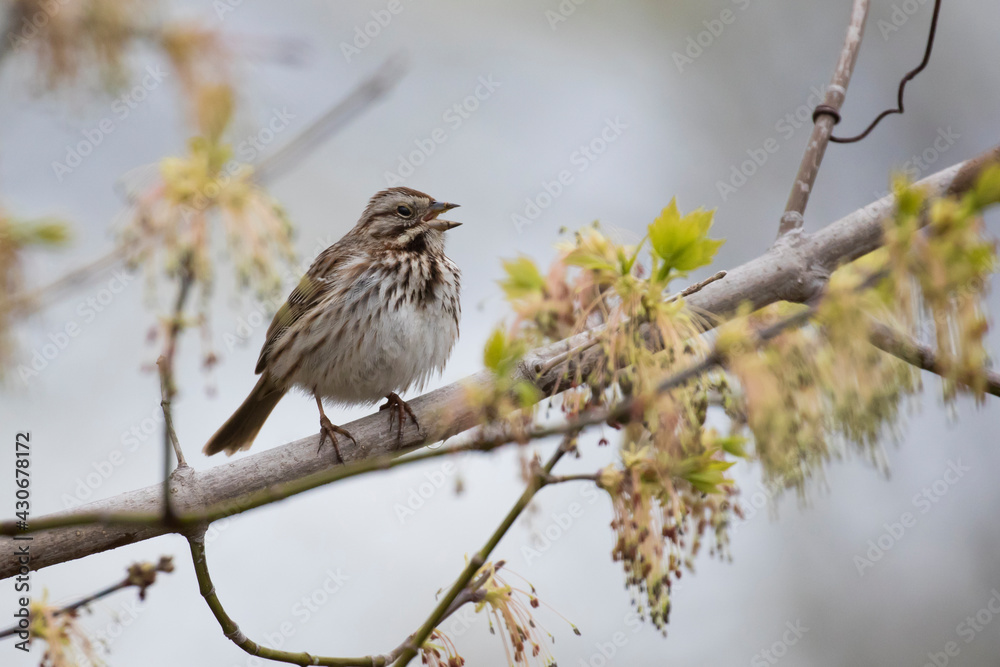 The song sparrow (Melospiza melodia)