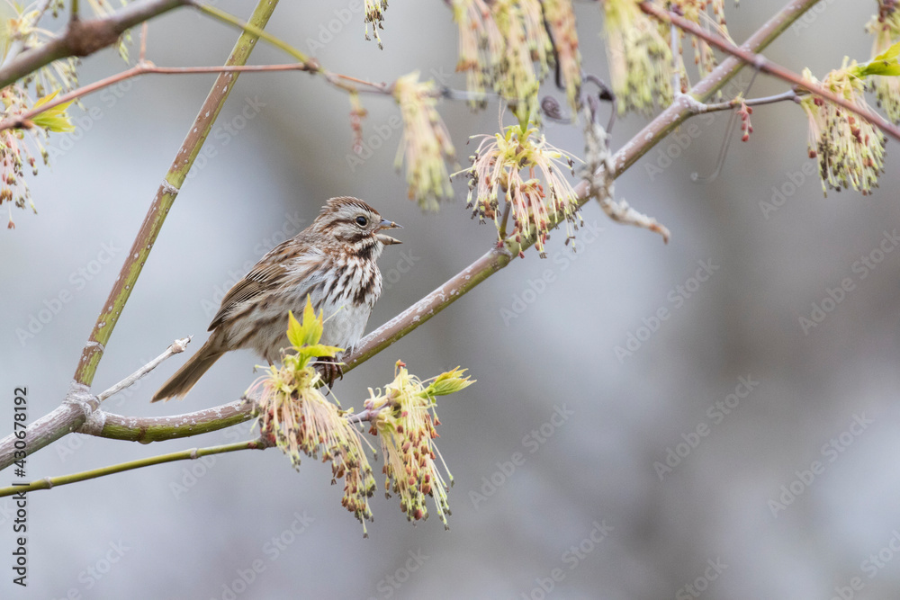 The song sparrow (Melospiza melodia) The song sparrow (Melospiza melodia)
