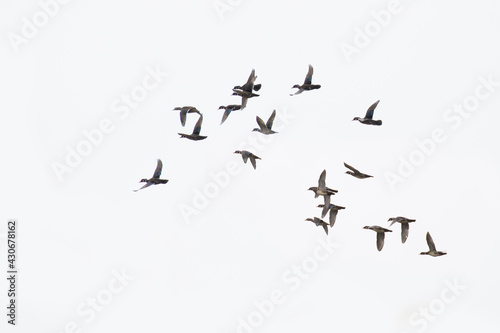 wood ducks in spring