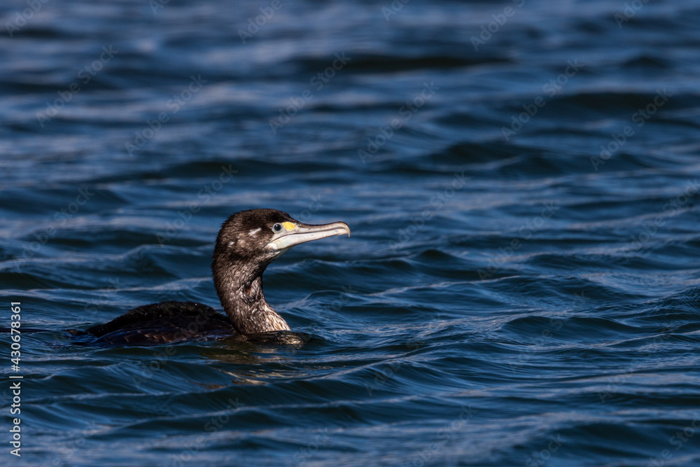 Pied Shag Cormorant in New Zealand Pied Shag Cormorant in New Zealand