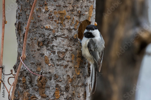  black-capped chickadee (Poecile atricapillus) at nest