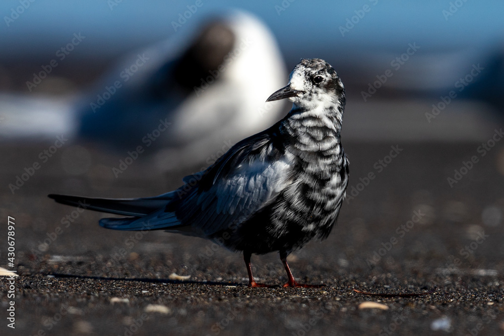 Fototapeta premium White-winged Black Tern in intermediate plumage in New Zealand