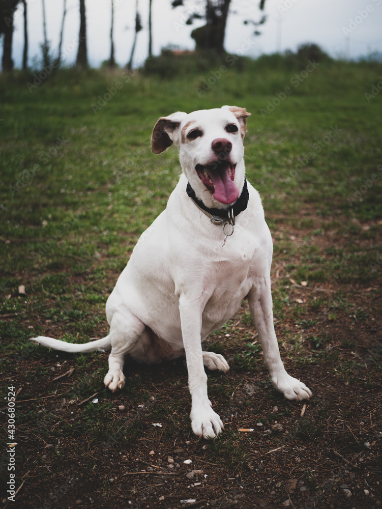 Happy dog ​​of white color and medium size in the forest sitting.