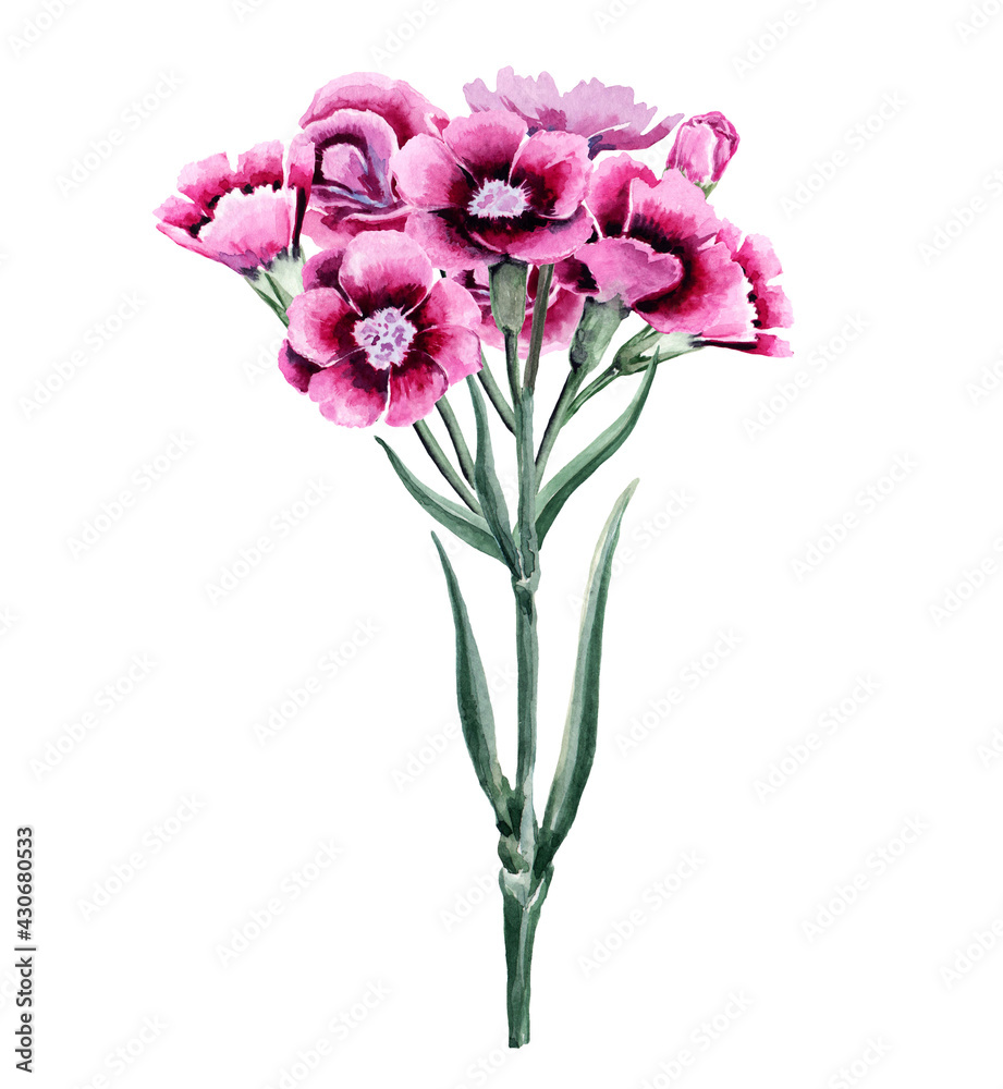 A bouquet of small garden carnations with buds, blossoming flowers on stems with green leaves. Hand drawn watercolor on white background. A bouquet of small garden carnations with buds, blossoming flowers on stems with green leaves. Hand drawn watercolor on white background.
