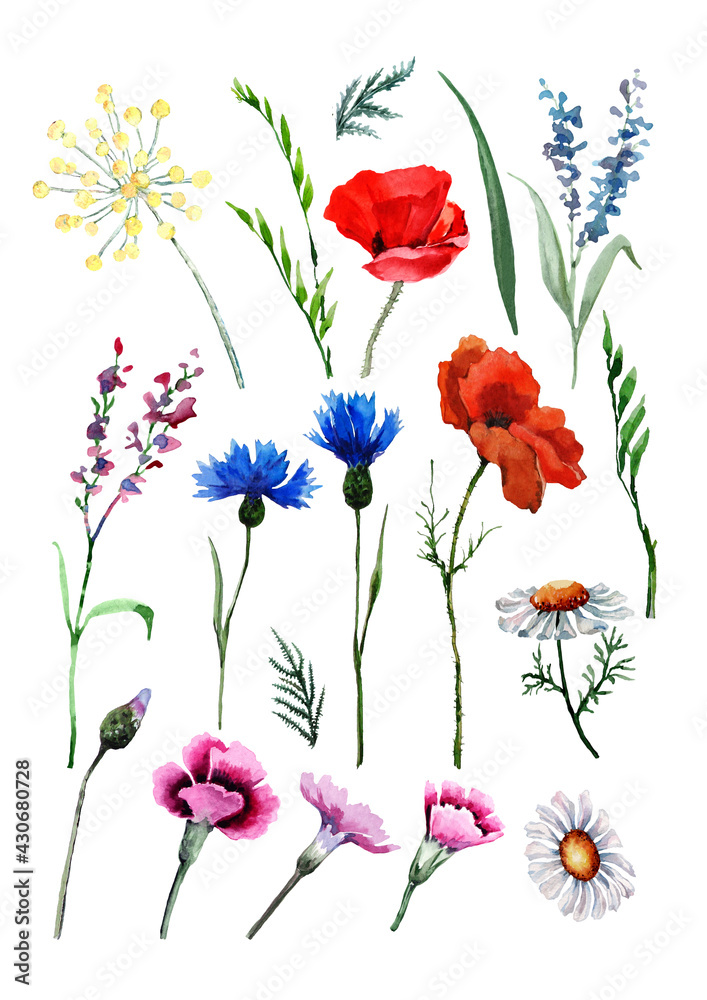 Obraz premium Set of wild flowers poppy, cornflower, chamomile, tansy, carnation, lulu herbs, leaves and buds. Hand drawn watercolor isolated elements on white background for design of cards, wedding invitations.