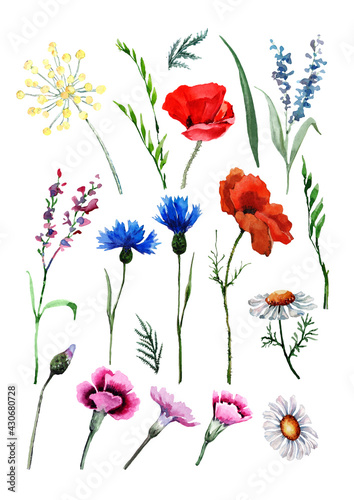 Fototapeta Naklejka Na Ścianę i Meble -  Set of wild flowers poppy, cornflower, chamomile, tansy, carnation, lulu herbs, leaves and buds. Hand drawn watercolor isolated elements on white background for design of cards, wedding invitations.