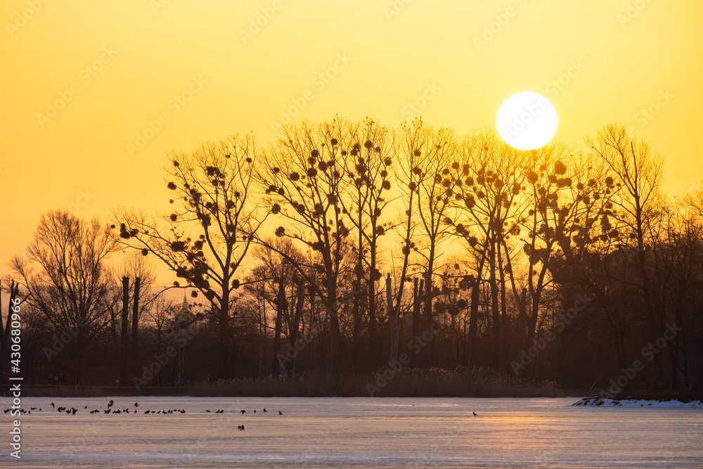 Fototapeta premium Bright yellow setting sun behind black bate trees.