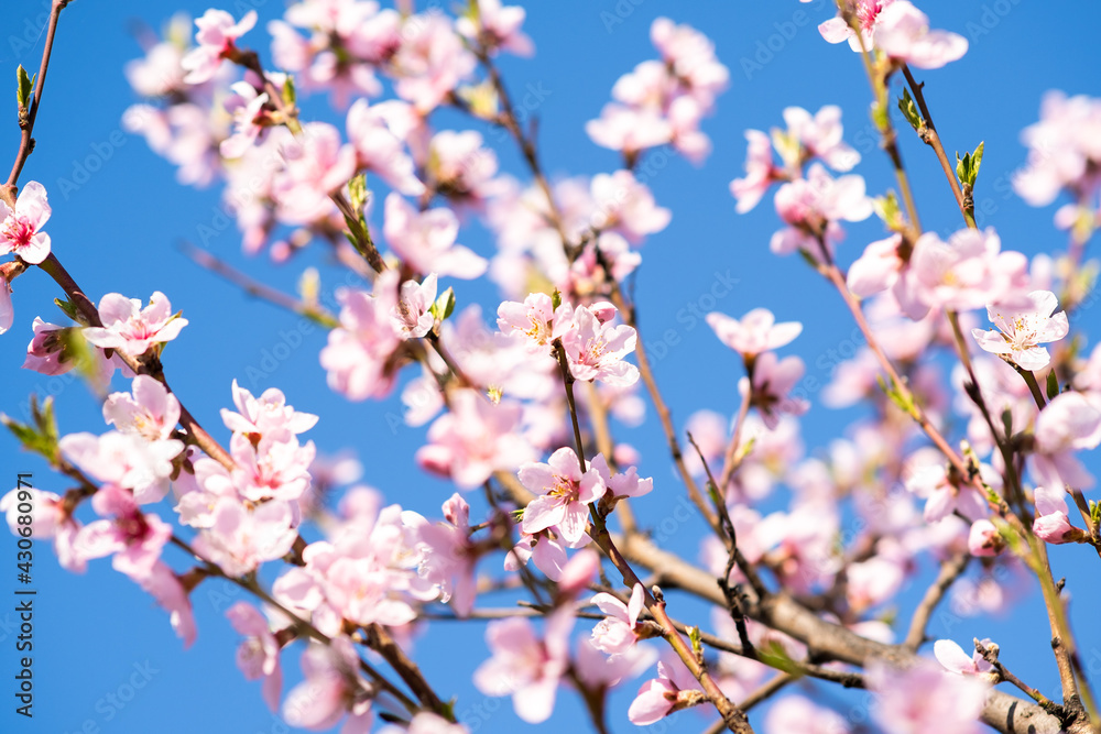 Fruit tree twigs with blooming white and pink petal flowers in spring garden. Fruit tree twigs with blooming white and pink petal flowers in spring garden.