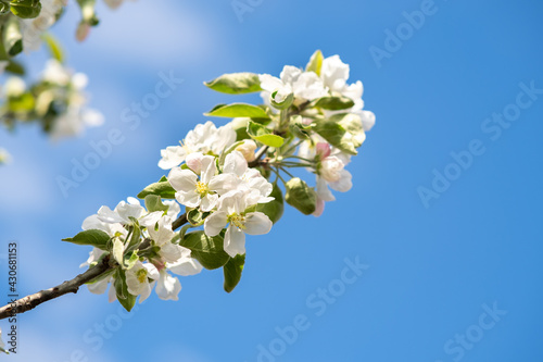 Fruit tree twigs with blooming white and pink petal flowers in spring garden.