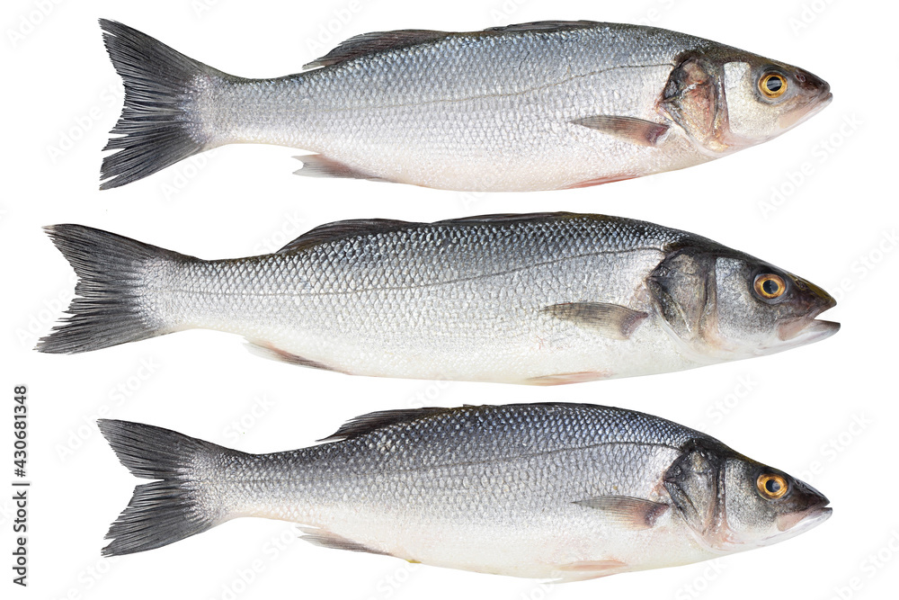 Sea bass fich isolated on white background with clipping path. Top view. Flat lay Sea bass fich isolated on white background with clipping path. Top view. Flat lay