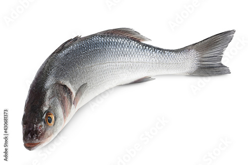 Sea bass fich isolated on white background with clipping path and full depth of field. photo