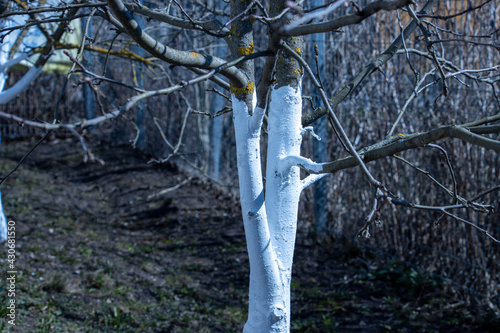 Spring whitewash of fruit trees in the orchard for protection against pests and sunburn