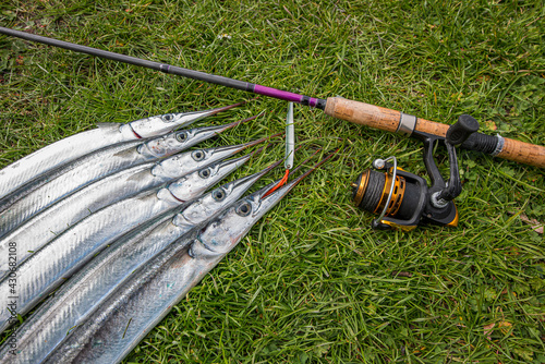 Obraz na płótnie garfish on the grass biting the red silk thread of a lure next to a casting rod w salonie