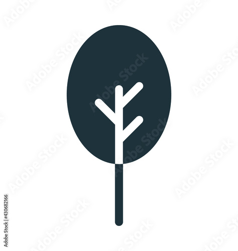 Cypress Tree