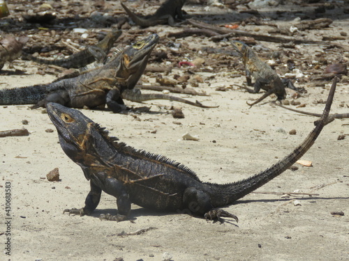 Familia de Iguanas