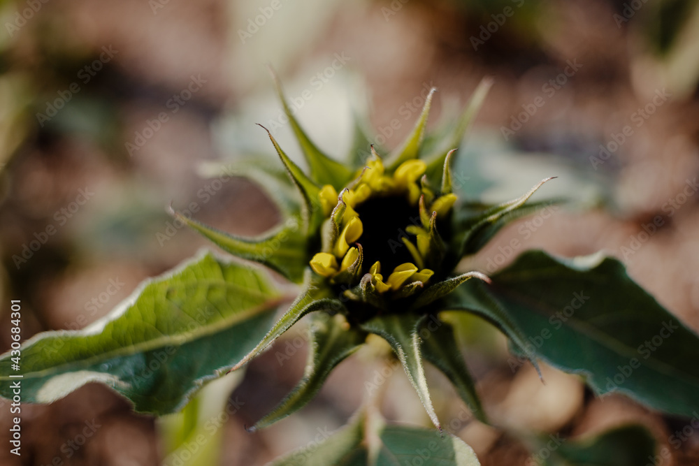 Un girasol naciendo