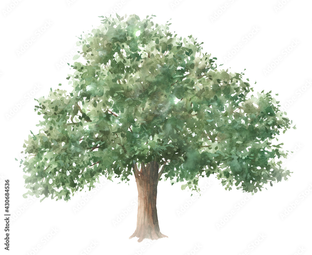 Fototapeta premium Watercolor oak tree. Isolated on white background illustration.