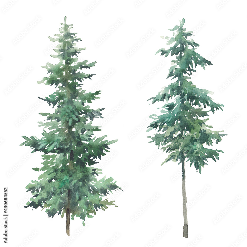 Watercolor evergreen tree set. Hand painted forest trees isolated on white background - obrazy, fototapety, plakaty 