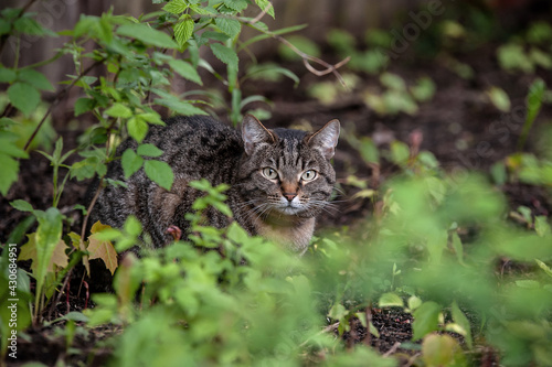Tabby cat in the grass © Roman Ramenskiy