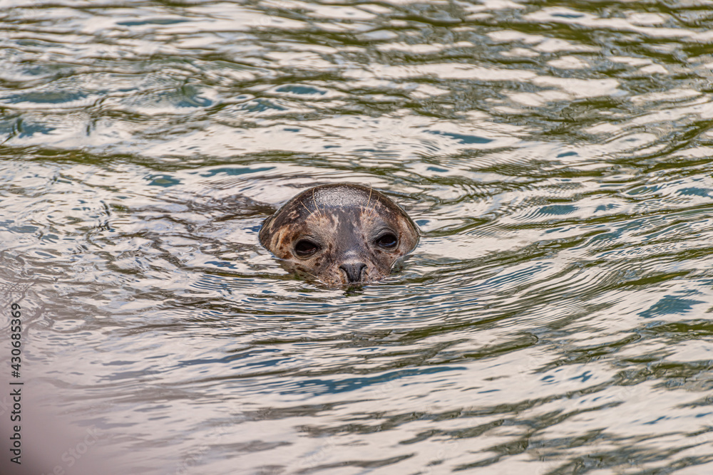 Fototapeta premium Harbor seal, Phoca vitulina, looking above the surface of the water..