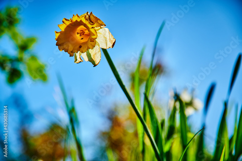 Sommer, Garten, Tulpen, Löwenzahn 