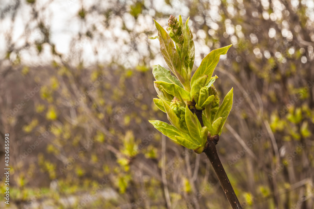 Lilac branch with buds of inflorescences in garden in early spring Lilac branch with buds of inflorescences in garden in early spring