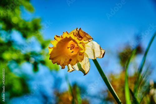 Sommer, Garten, Tulpen, Löwenzahn 
