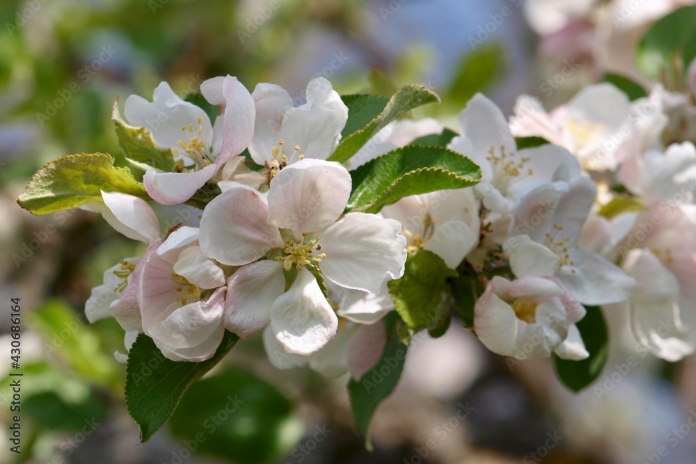 Jakob Fischer - Blüte Jakob Fischer - Blüte