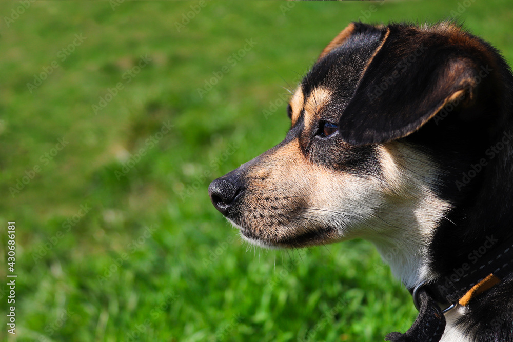 Cute little dog on a green lawn close-up Cute little dog on a green lawn close-up