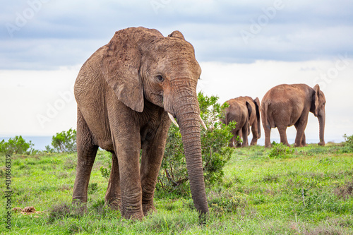 African elephants  in their natural environment. Amidst the trees in an endless green landscape