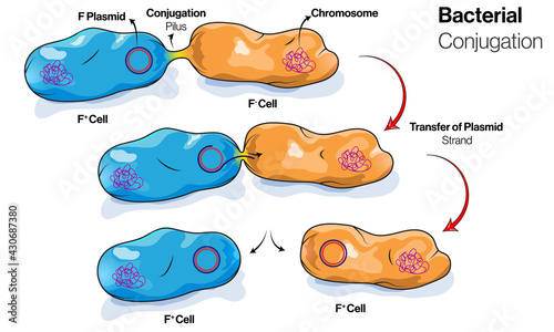 Stages of Conjugation in Bacteria or Micro organism.