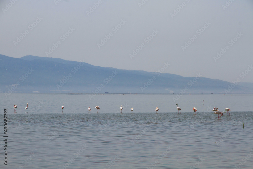 A flock of flamingo birds in the fish ponds