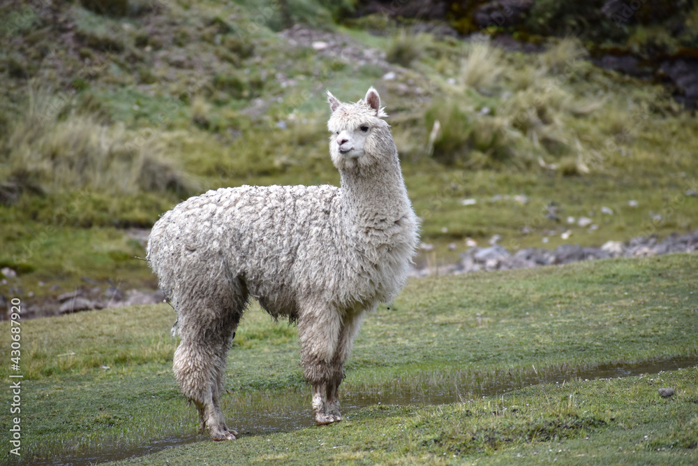 Fototapeta premium alpaca blanca ambiente natural en los andes 