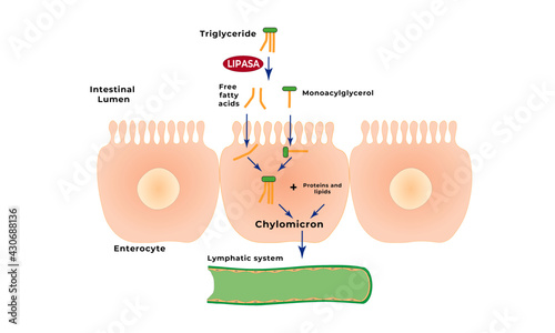Chylomicron formation