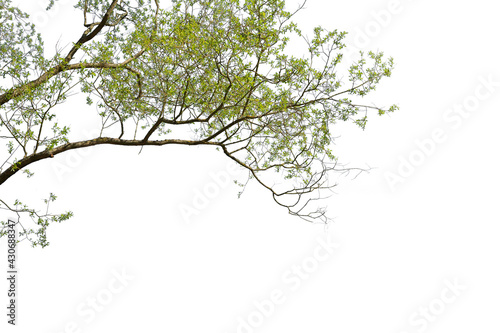 Isolated tree branches with green leaves, white background cut out